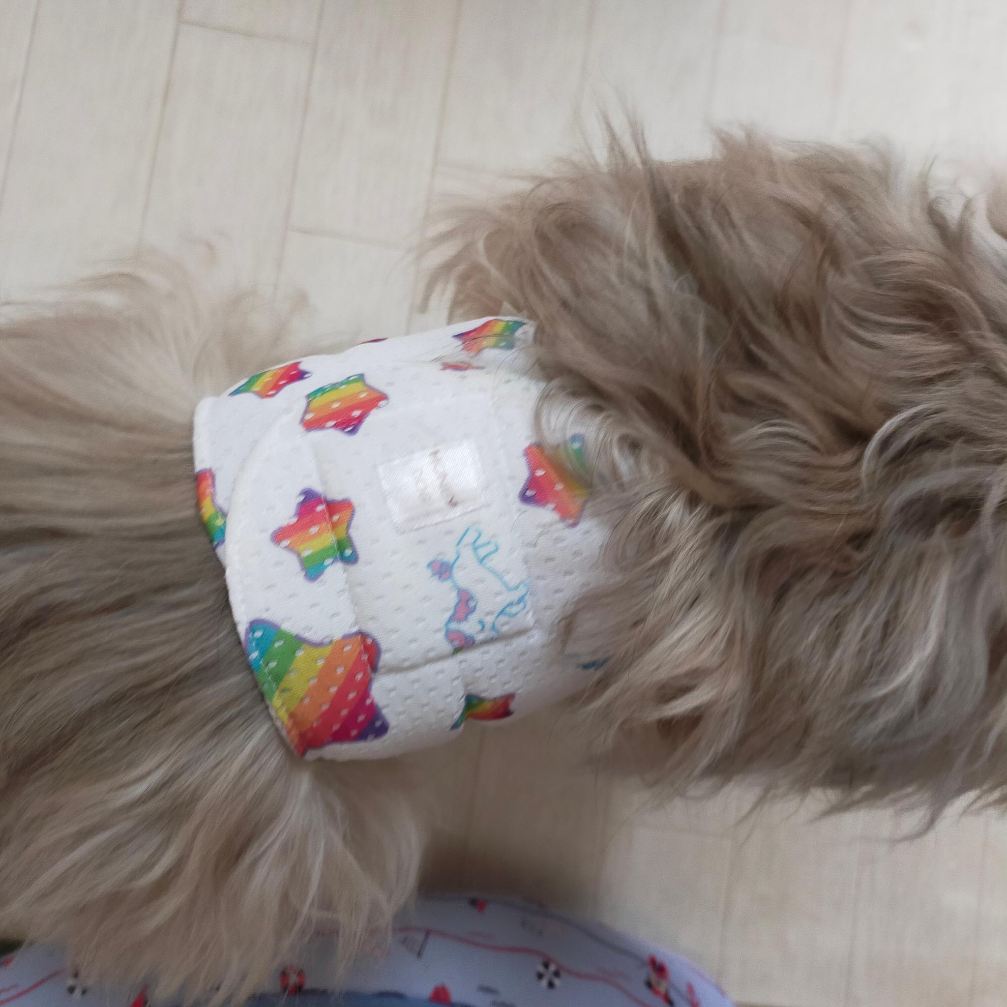 メッシュマナーベルト/スイカ | 8枚目