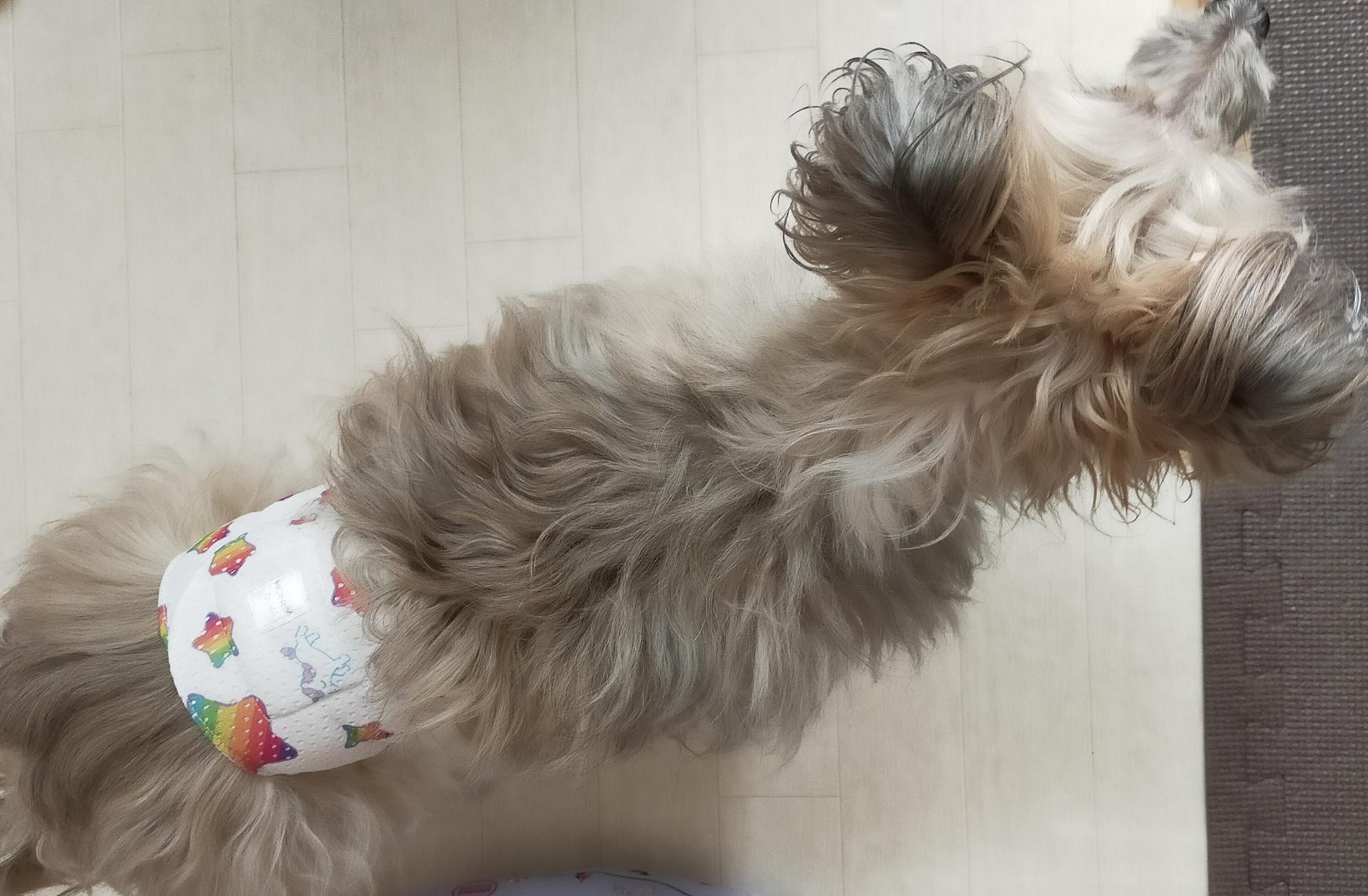 メッシュマナーベルト/星柄 | 11枚目