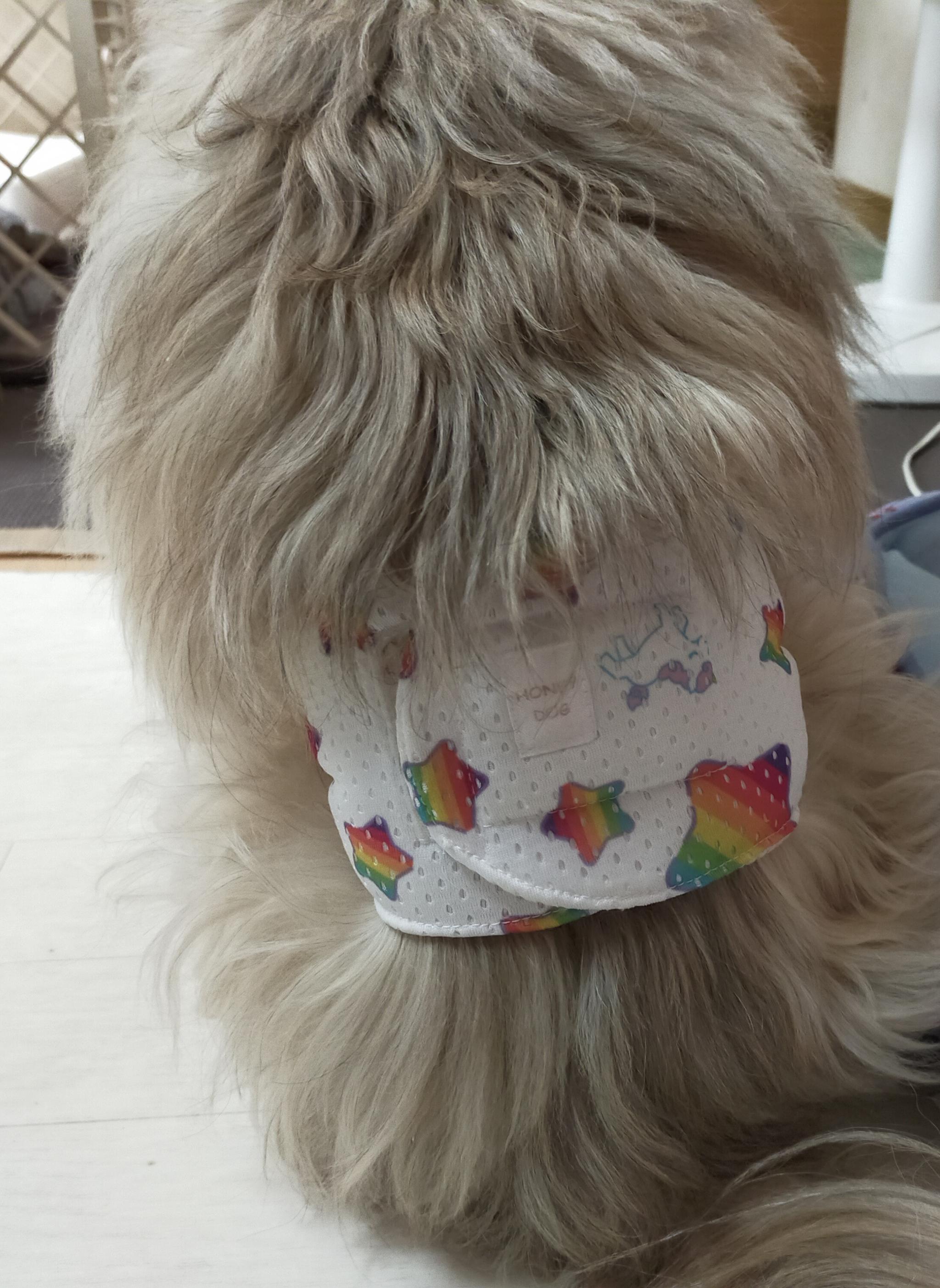 メッシュマナーベルト/星柄 | 9枚目